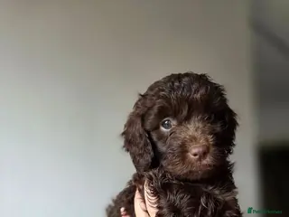 Cockapoo dogs F2 cockapoo puppies - Advert 6