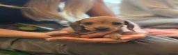 Miniature Dachshund dogs for sale: Miniature Dachshunds - Advert 8