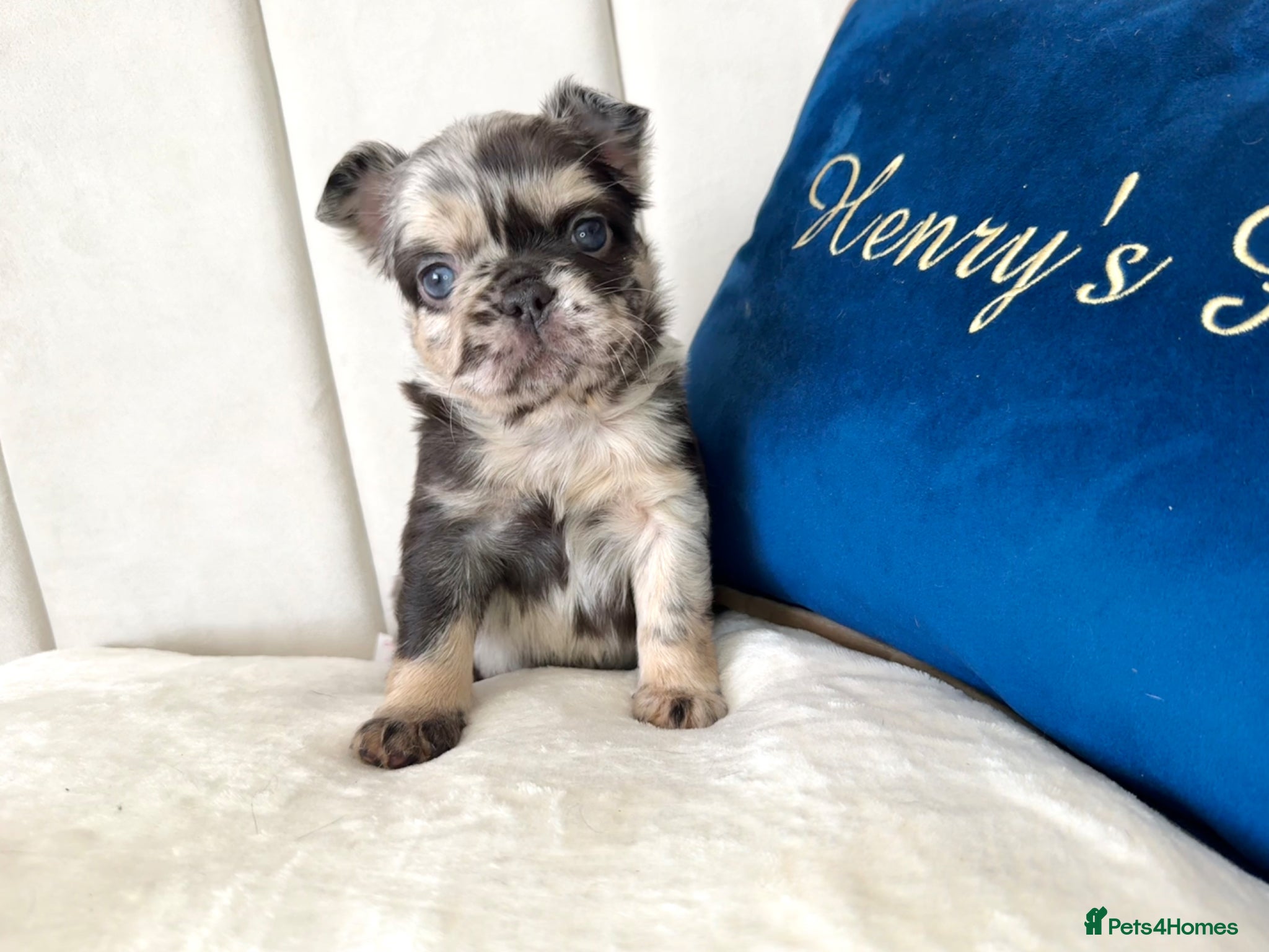 French Bulldog dogs 𝒮𝓉𝓊𝓃𝓃𝒾𝓃𝑔 𝒯𝒾𝓃𝓎 𝒻𝓇ℯ𝓃𝒸𝒽𝒾ℯ𝓈 - Advert 1