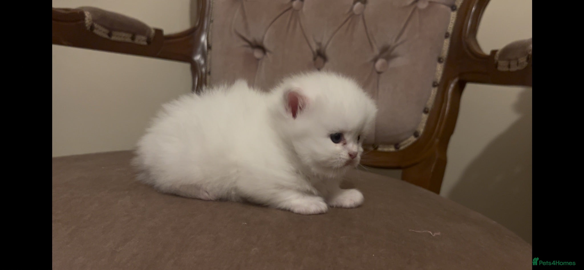 Munchkin cats Sweetest Personality Guaranteed-Fur Babies 🤗 - Advert 2