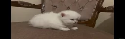 Munchkin cats for sale: Sweetest Personality Guaranteed-Fur Babies 🤗 - Advert 6