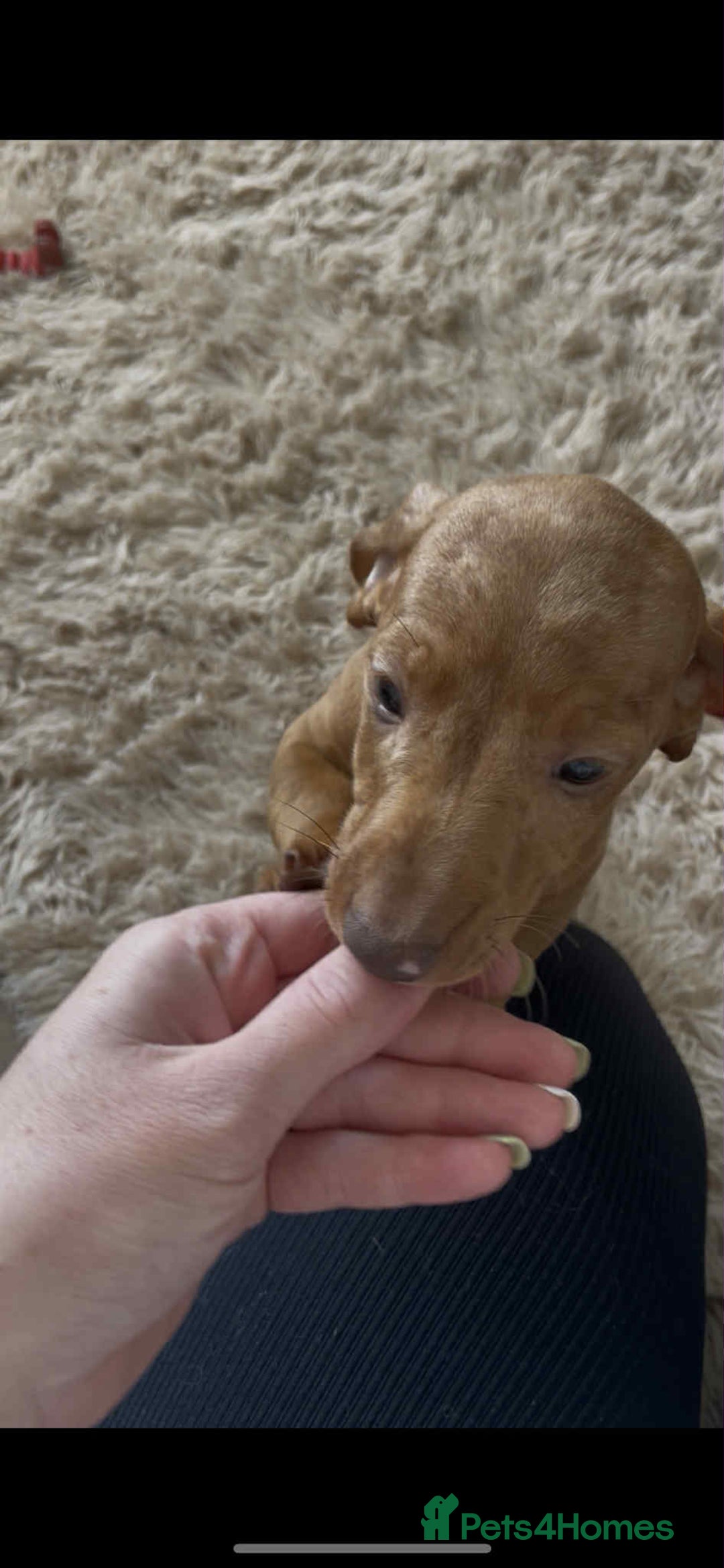 Dachshund dogs for sale: Gorgeous Dachshund Puppies  - Image 5