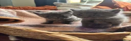 Mixed Breed cats for sale: Kittens two tabby one grey kitten  - Advert 4