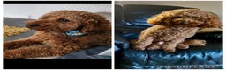 Cockapoo dogs for sale: Cockapoo puppy’s  - Advert 3