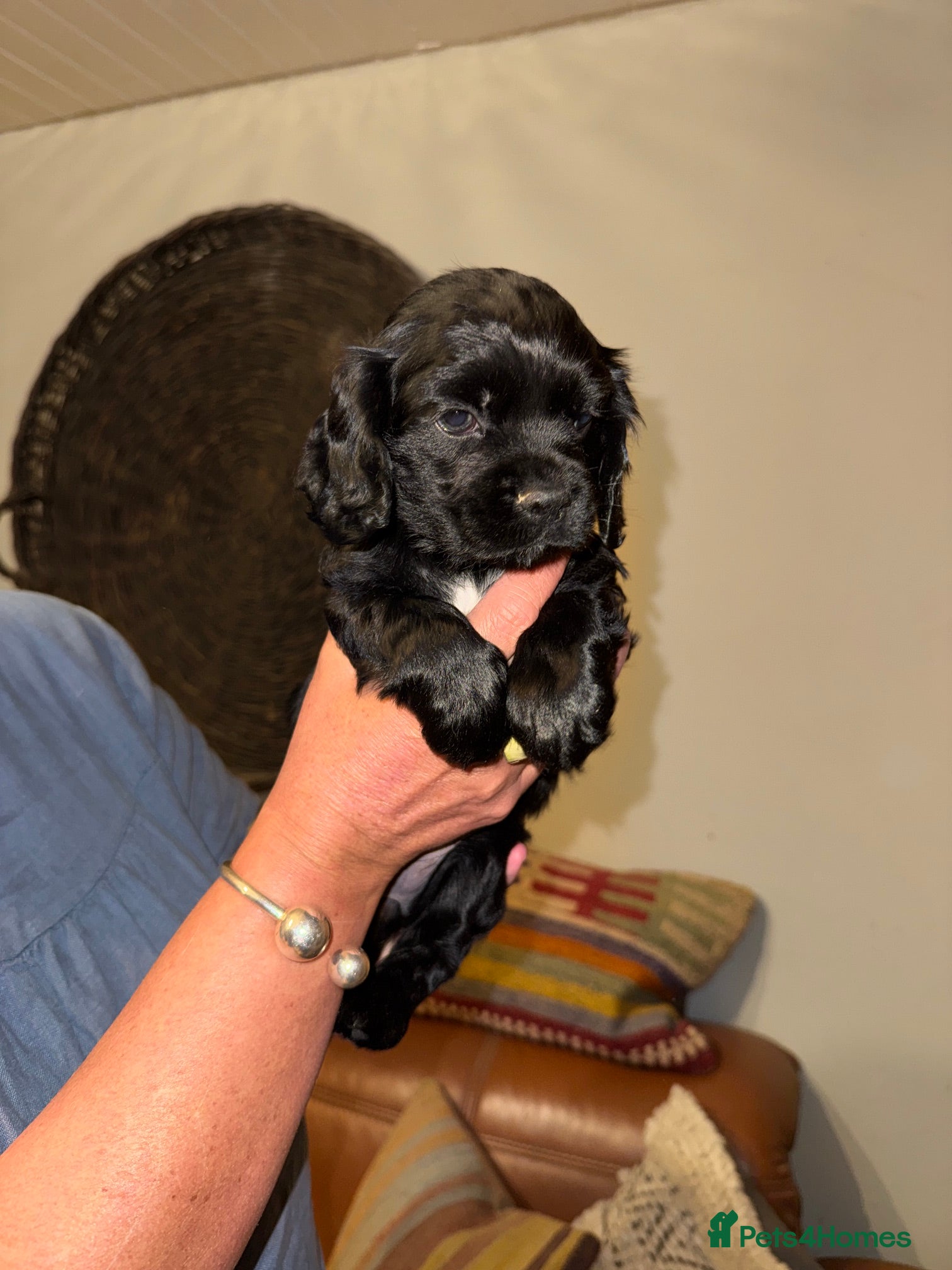 Mixed Breed dogs for sale: Stunning Colonial Cocker Spaniel Girls - Advert 14