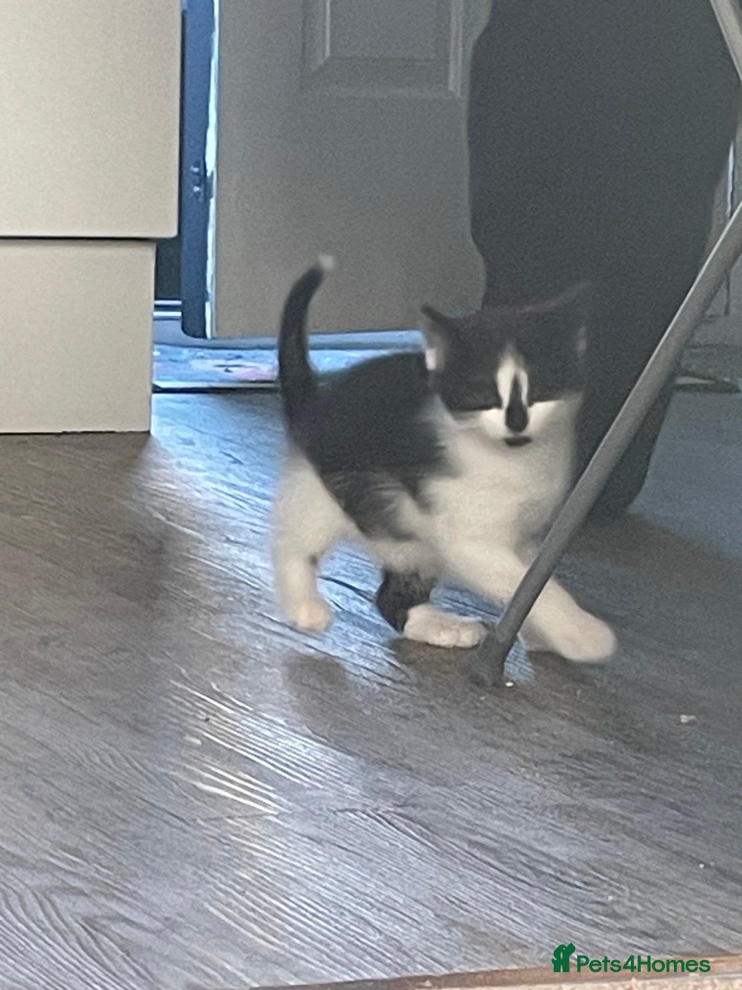 Mixed Breed cats for sale: 3 little kittens for sale - Advert 2