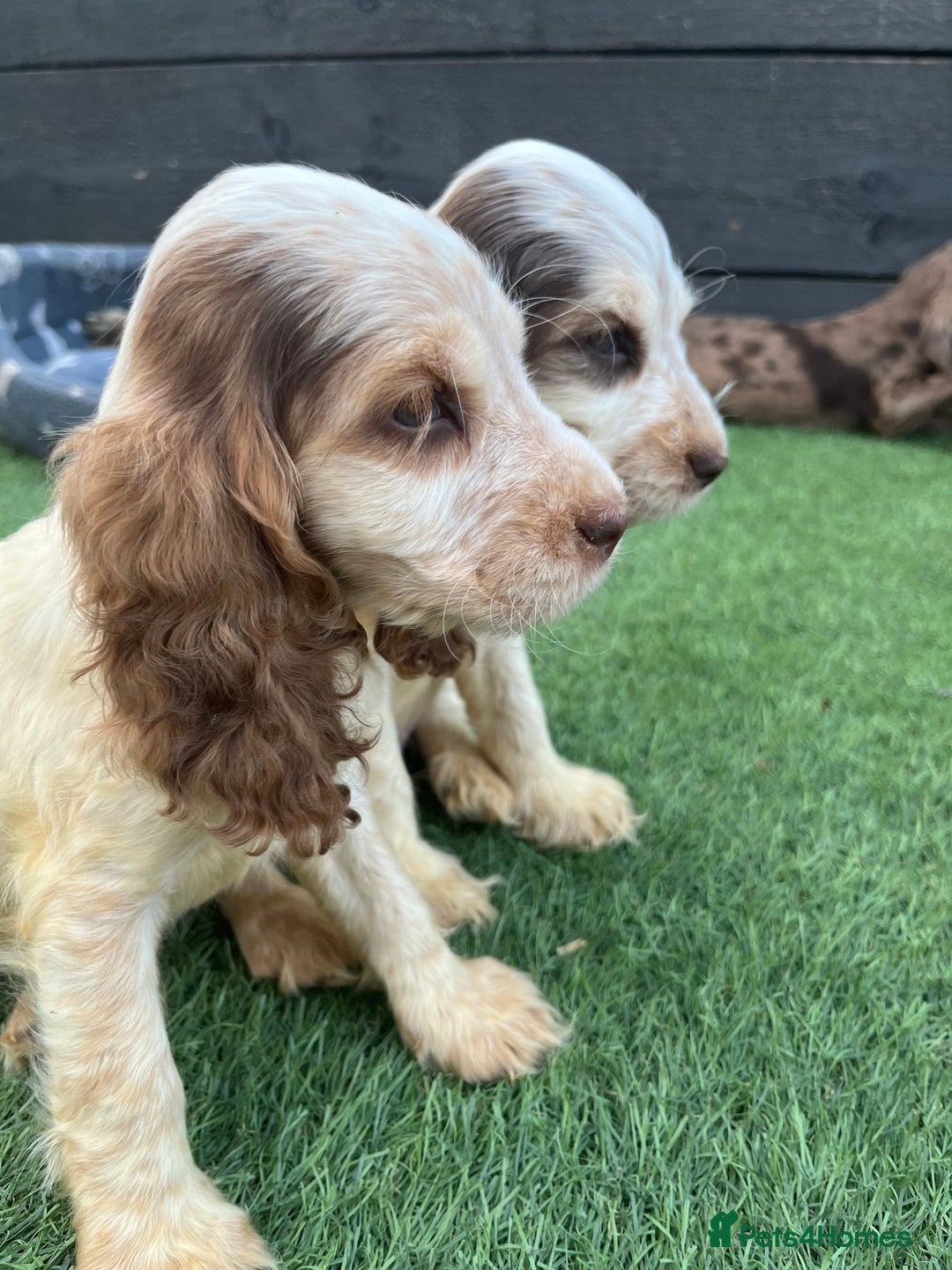Cocker Spaniel dogs for sale: ❤️Gorgeous, Happy, Healthy, Spaniel babies 💙 - Image 8
