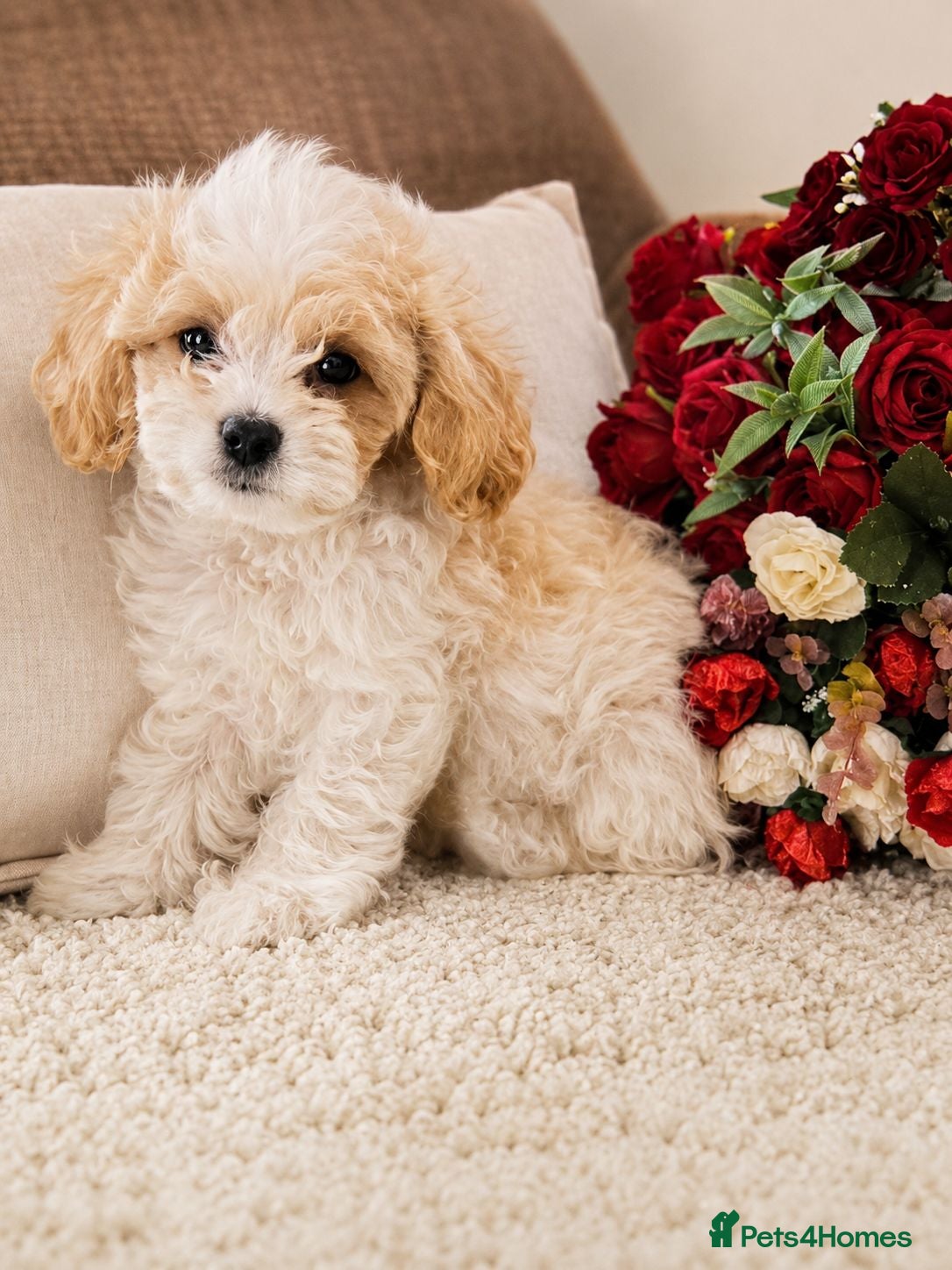 Cavapoochon dogs Extensively Health tested Ready to leave now 💕 - Advert 2
