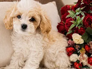 Cavapoochon dogs Extensively Health tested Ready to leave now 💕 - Advert 2