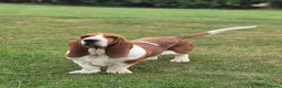 Basset Hound dogs for sale: KC BASSET HOUND PUPPIES  - Advert 4