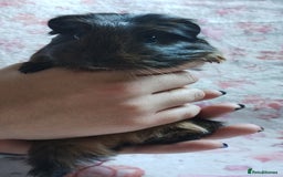 Guinea Pig rodents for sale: Two pairs of female guinea pigs price per set - Image 3