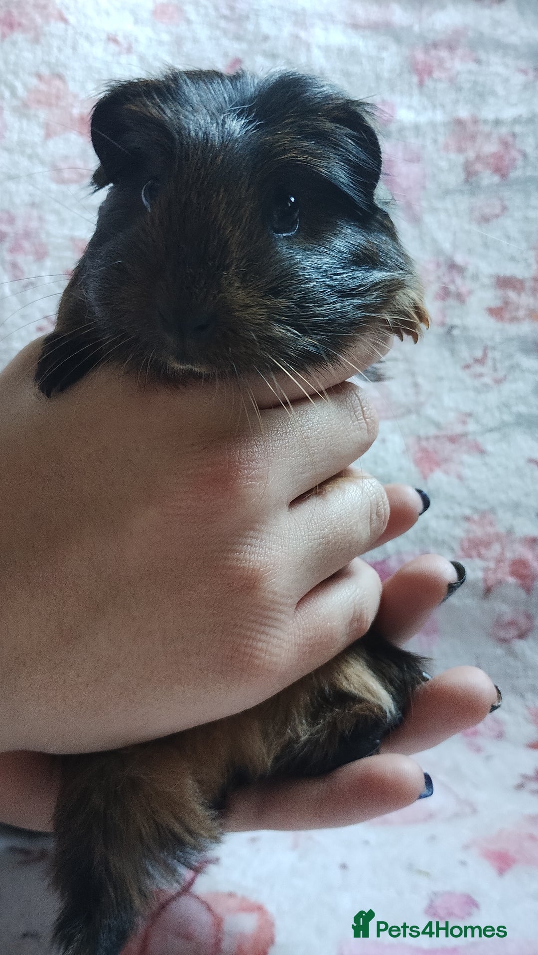 Guinea Pig rodents for sale: Two pairs of female guinea pigs price per set - Image 3