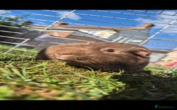 Guinea Pig rodents for sale: Otto male guinea pig - Image 2