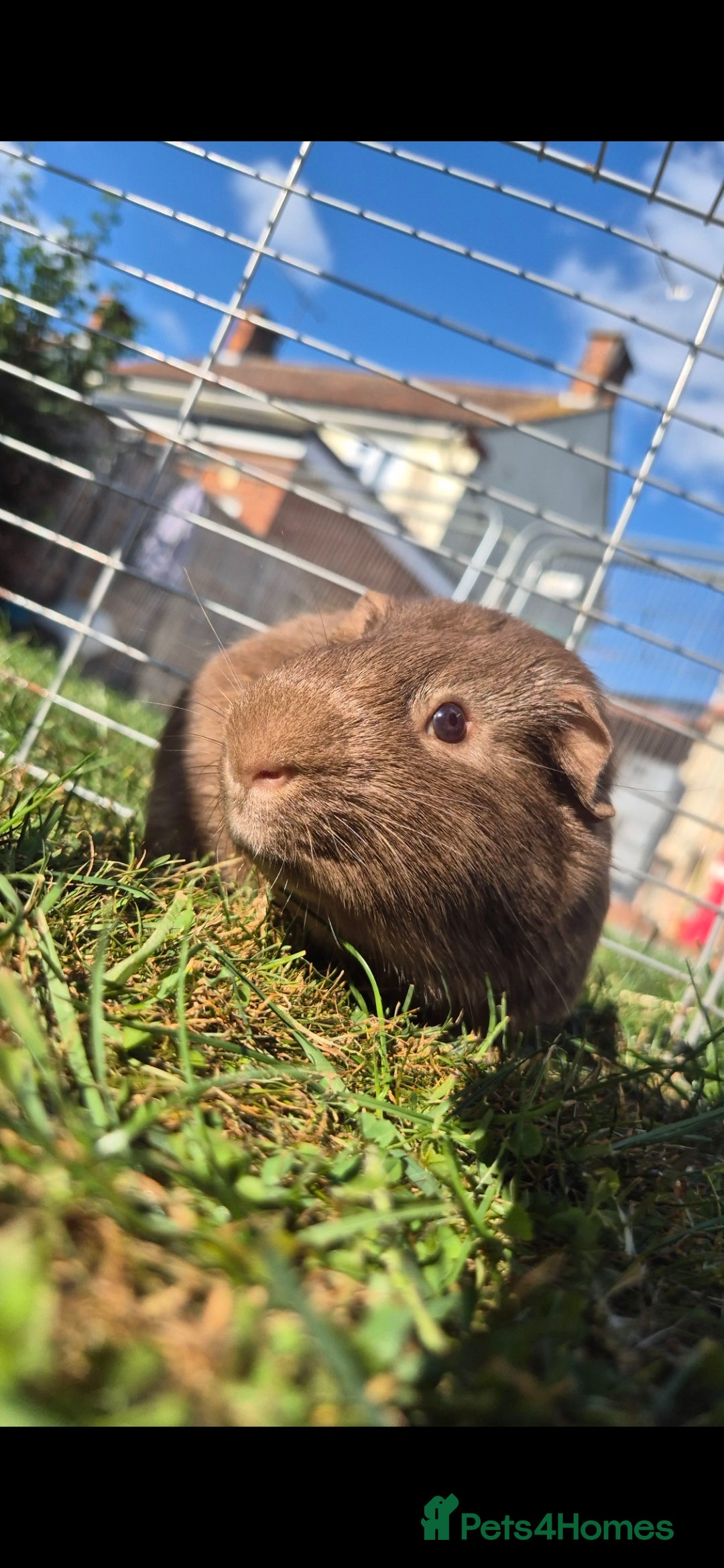 Guinea Pig rodents for sale: Otto male guinea pig - Image 2