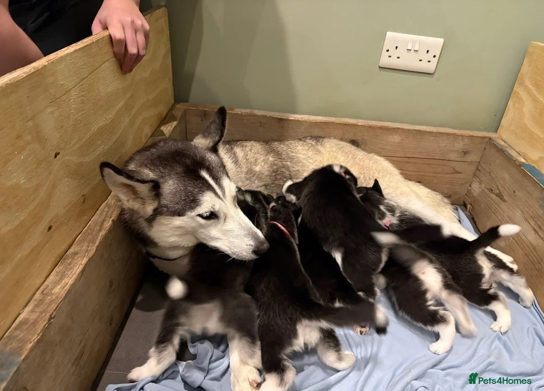 Siberian Husky dogs Siberian Huskies 2 male 4 female  - Advert 1