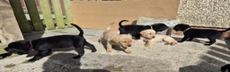 Labrador Retriever dogs for sale: Top Quality KC Registered Labrador Pups - Advert 1