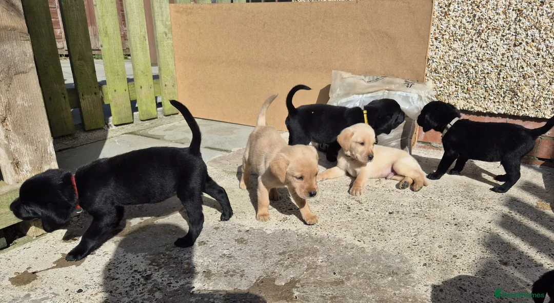 Labrador Retriever dogs for sale: Top Quality KC Registered Labrador Pups - Advert 1