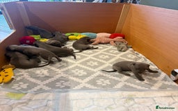 Whippet dogs for sale: Blue whippet puppies - Image 5