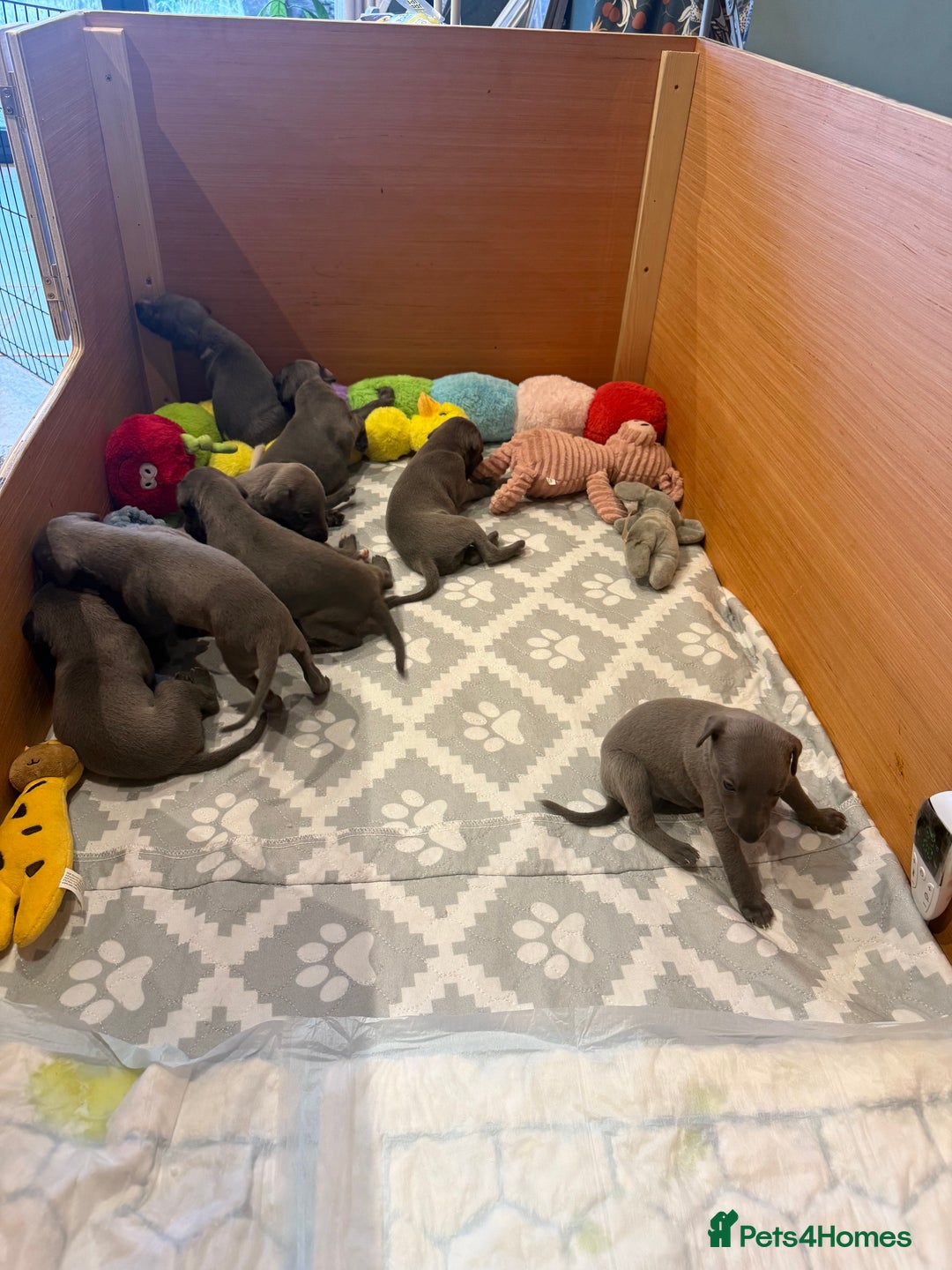 Whippet dogs for sale: Blue whippet puppies - Image 5