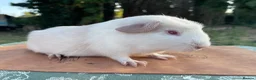 Guinea Pig rodents for sale: Guinea pigs for loving new homes - Advert 7