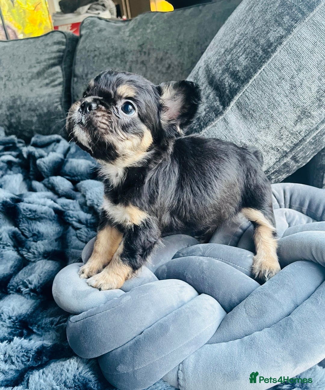 French Bulldog dogs for sale: Beautiful full fluffy frenchies  - Advert 37