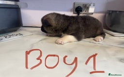 Akita dogs for sale: Bear face American akita puppy for sale  - Image 2