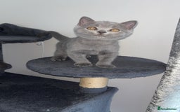 British Shorthair cats for sale: Pure breed British shorthairs  - Image 14