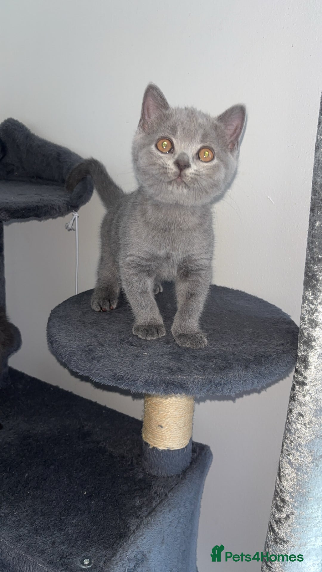 British Shorthair cats for sale: Pure breed British shorthairs  - Image 14