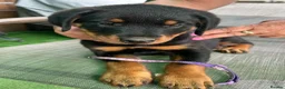 Rottweiler dogs for sale: Devoted Rottweiler Puppies in Southampton - Advert 3