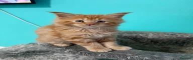 Maine Coon Kitten 4
