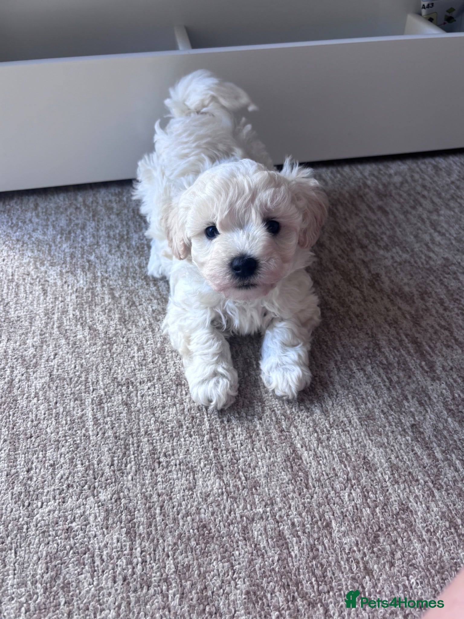 Maltipoo dogs Outstanding Health tested F1 maltipoo - Advert 3