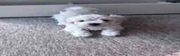 Maltipoo dogs for sale: Now ready for new homes.  - Advert 4