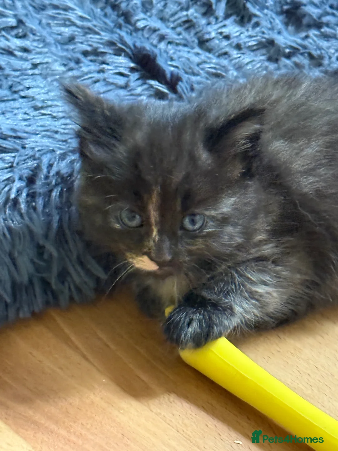 Mixed Breed cats for sale: The fluffiest black kittens with bright blue eyes - Advert 9