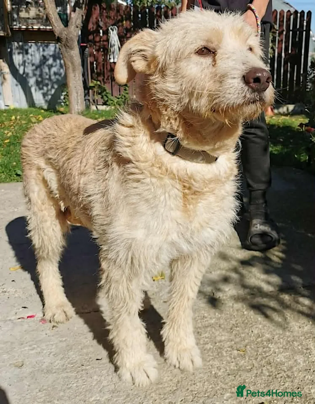 Mixed Breed dogs for adoption: A heart full of love: Meet Pearl. - Advert 4