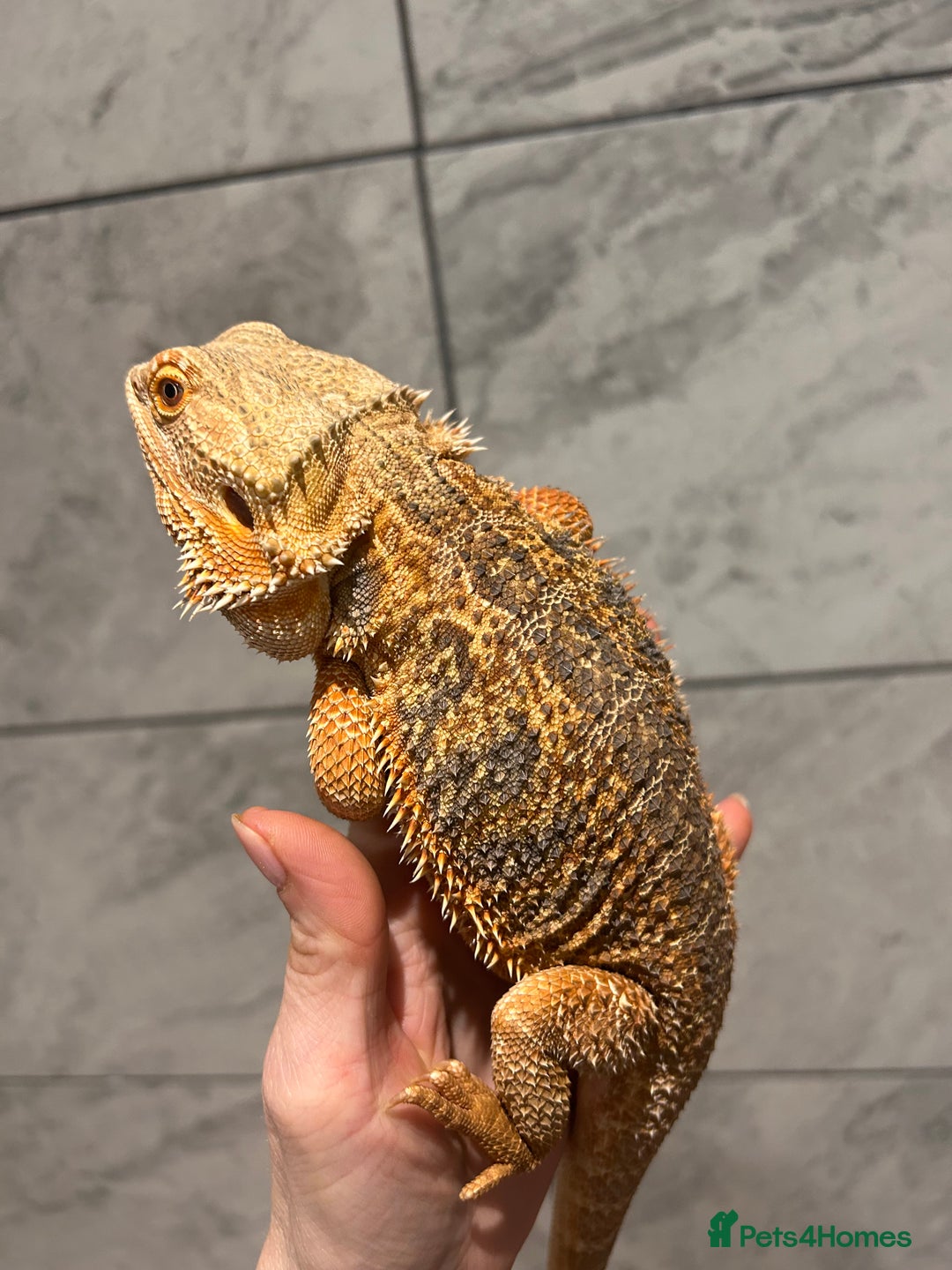 Bearded Dragon reptiles for sale: Blue Bar Breaded Dragon with Vivarium - Advert 3