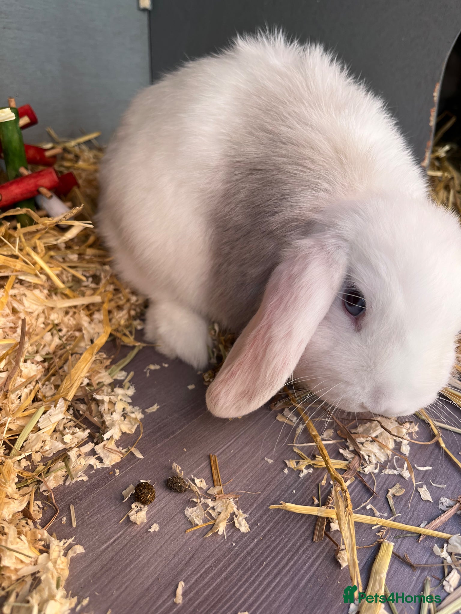 Mini Lop rabbits 2 mini lop boys - Advert 5