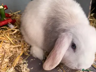 Mini Lop rabbits 2 mini lop boys - Advert 5