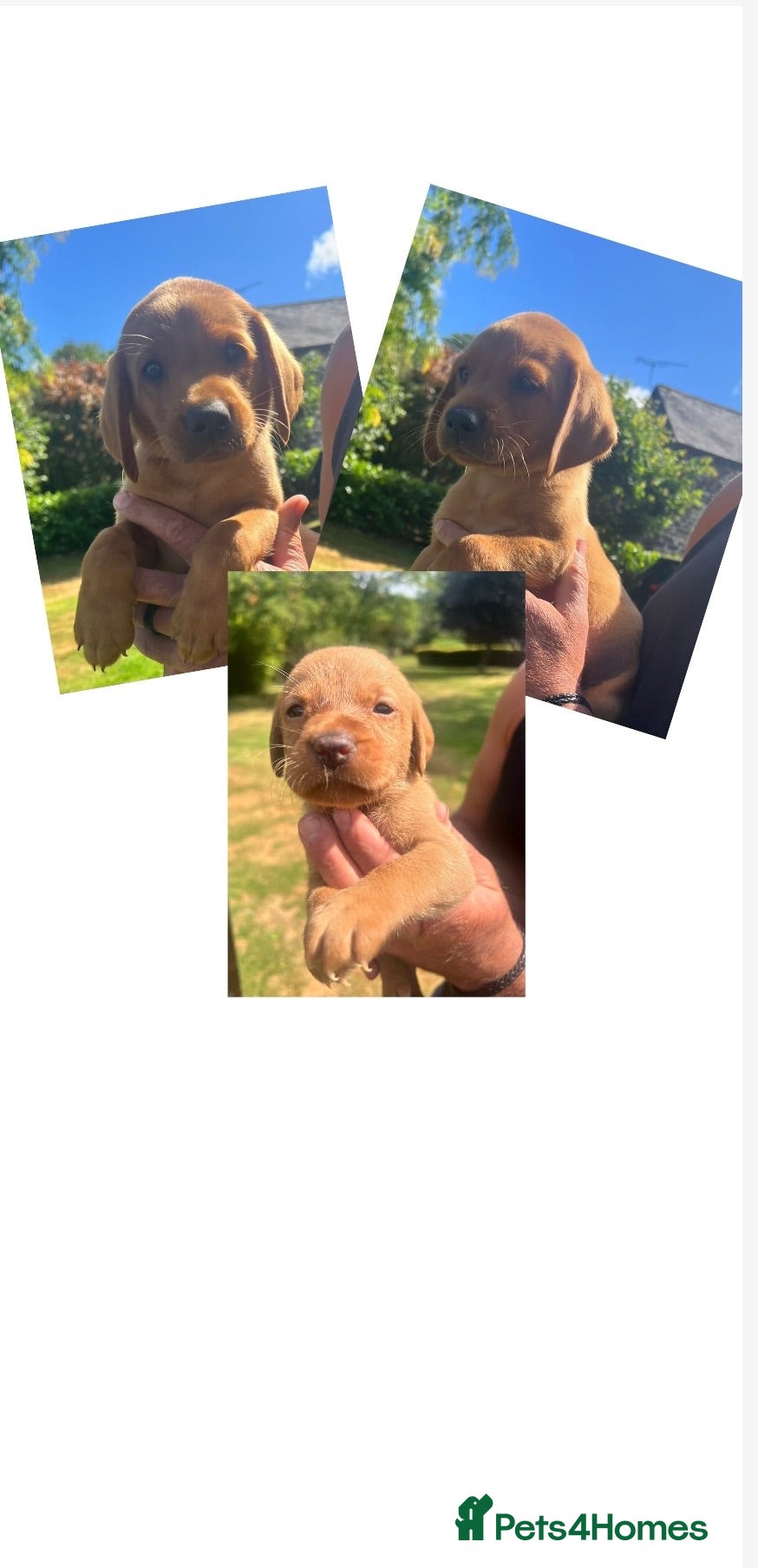 Labrador Retriever dogs DARK FOX RED KC LAB PUPS HEALTH TESTED 5* BREEDER - Advert 4
