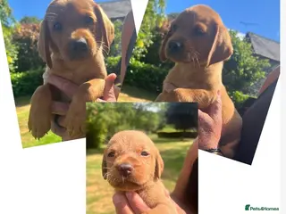 Labrador Retriever dogs DARK FOX RED KC LAB PUPS HEALTH TESTED 5* BREEDER - Advert 4