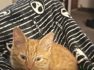 Mixed Breed cats - Advert 16