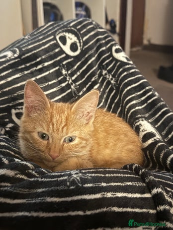 Mixed Breed cats - Advert 13