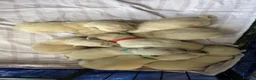 Labrador Retriever dogs for sale: Labrador litter  - Advert 3
