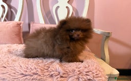 Pomeranian dogs for sale: Quality Chocolate Small Chocolate Teddy Bear - Image 3