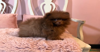 Pomeranian dogs - Advert 6