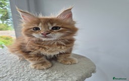 Maine Coon cats for sale: TICA - Maine Coon – 5 Boys Looking for Loving Home - Image 6