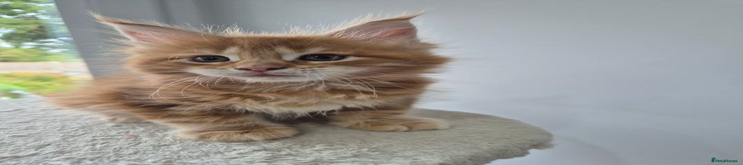 Maine Coon Kitten 2