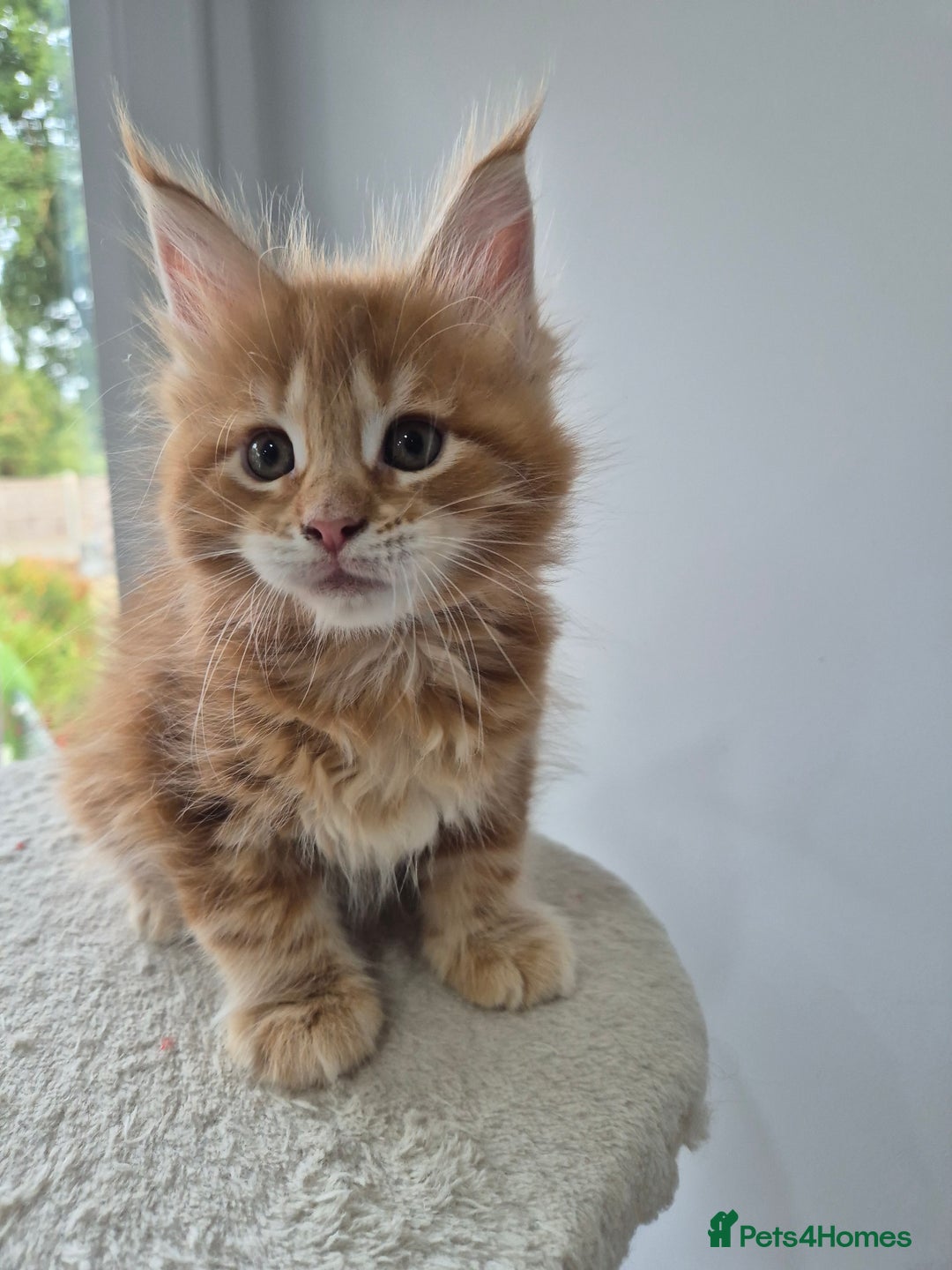 Maine Coon cats for sale: TICA - Maine Coon – 5 Boys Looking for Loving Home - Image 6