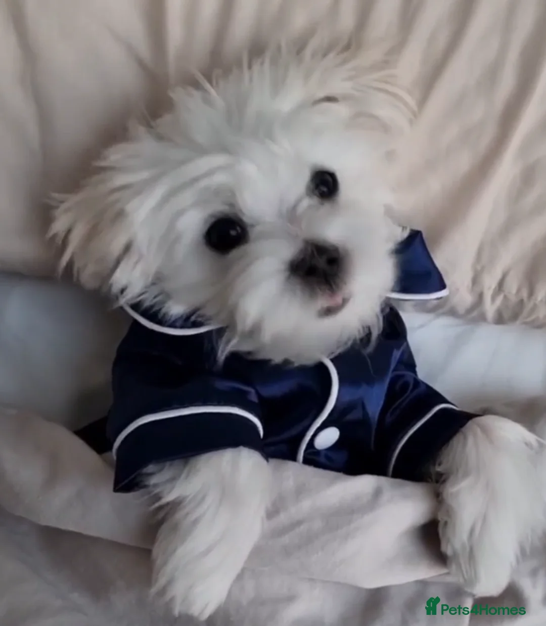 Maltese dogs for stud: Prince Lucky available for Stud in Rochdale - Advert 3