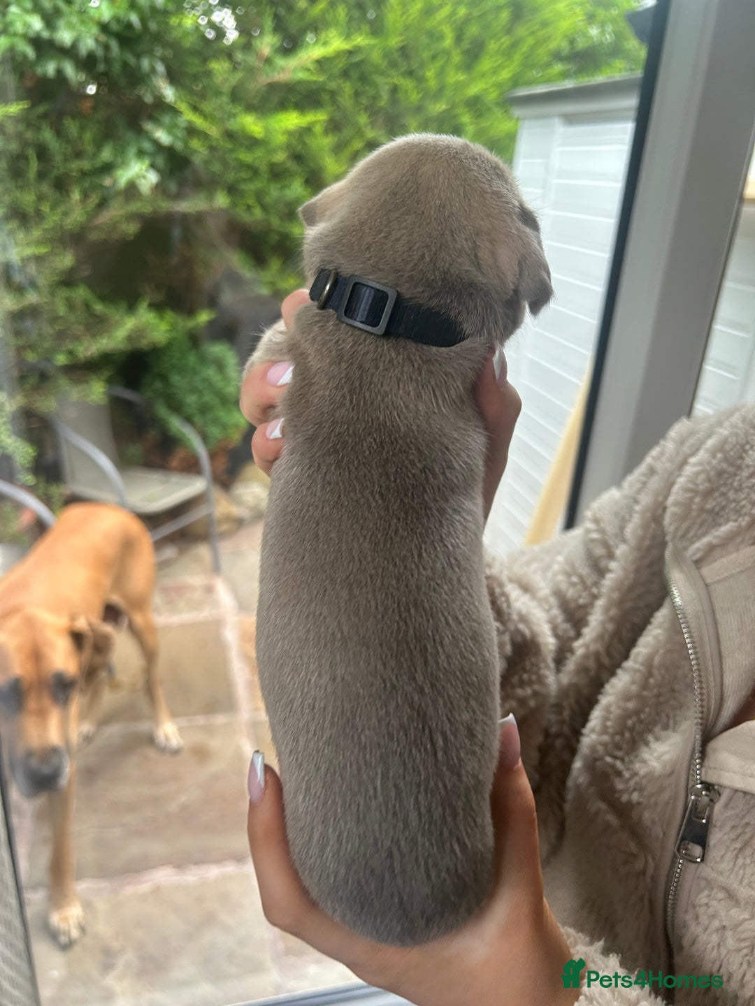 Great Dane dogs for sale: Champion Great Dane puppies for sale - Image 13