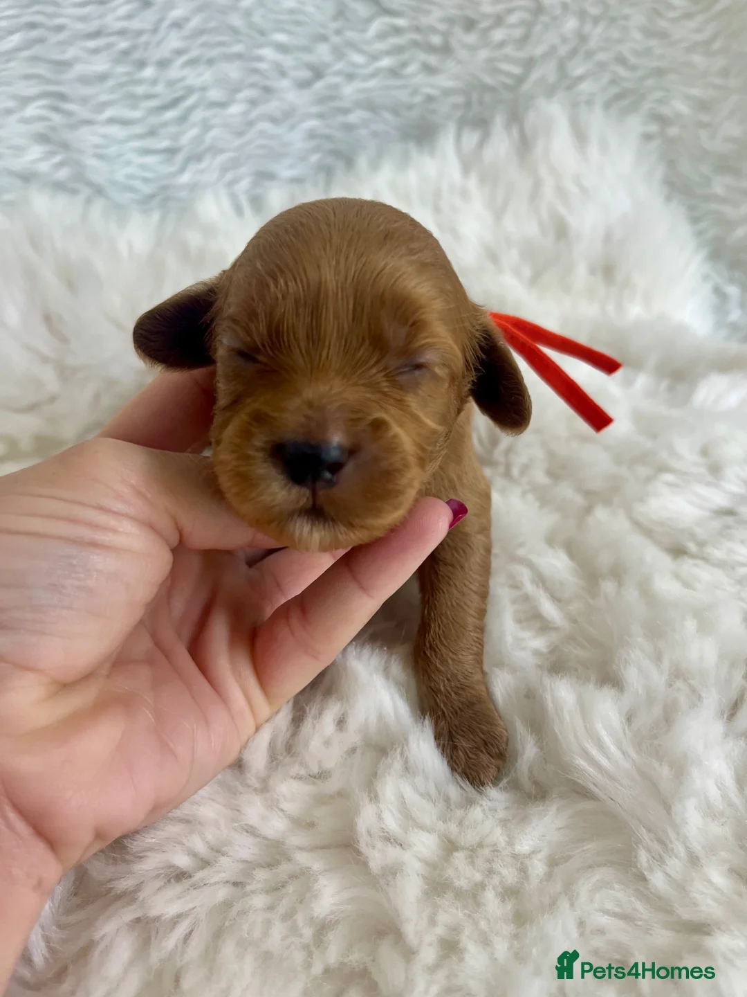 Cavapoo dogs for sale: Top quality, health tested F1b Cavapoo babies - Advert 15